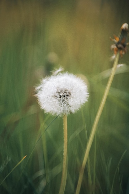 Dandelion in nature the period of seed ripening a white ball and the flight of mature seeds closeup