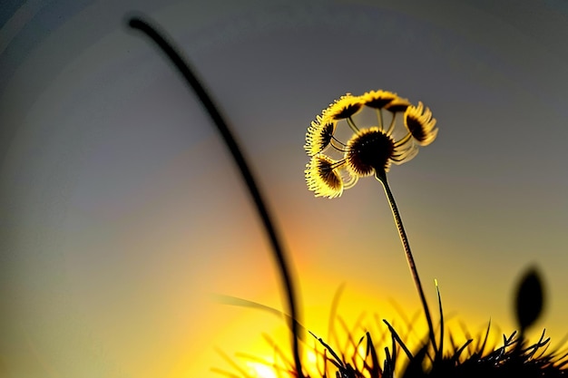 タンポポの花を通して日の出と日の入りを眺めるタンポポの写真がとても美しい