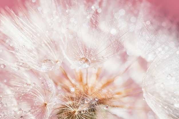 Dandelion at pink background Freedom to Wish