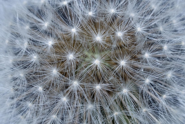 Dandelion's fluff background