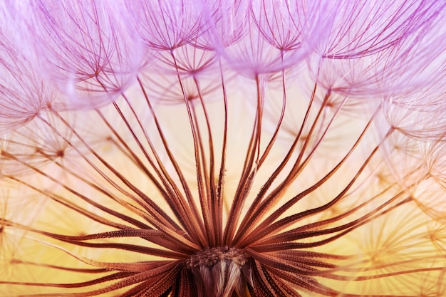 Dandelion seed background. Seed macro closeup. Spring nature