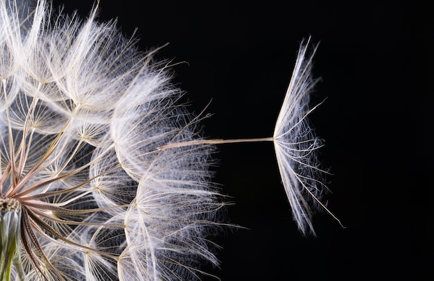 Dandelion seed in black. Macro of nature.