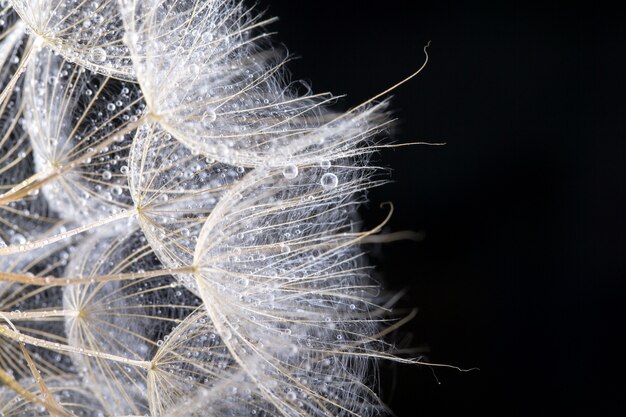 Dandelion seed in black .  Macro of nature.