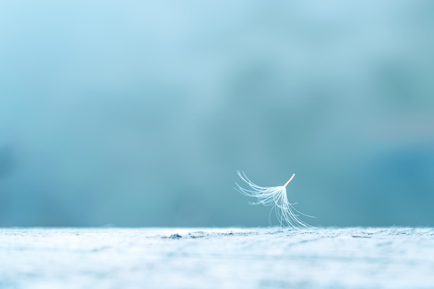 Dandelion seed close up