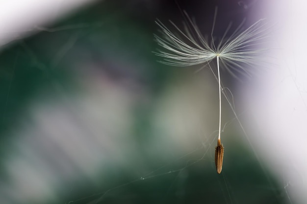 空を飛んでいるタンポポの種 緑の背景に優しい色のぼかし