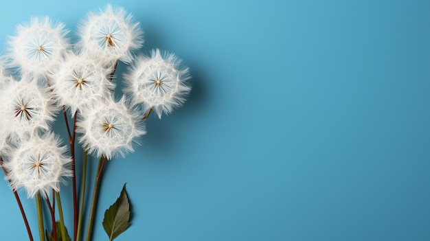 dandelion seed HD 8K wallpaper Stock Photographic Image