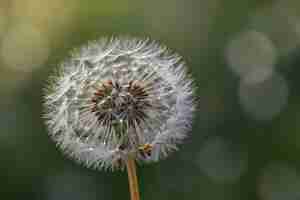 Photo dandelion seed head against blurred background