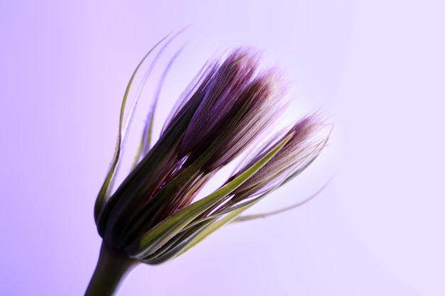 Dandelion seed head on color background close up