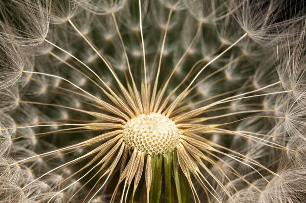 Детали головки семени одуванчика - Taraxacum officinale