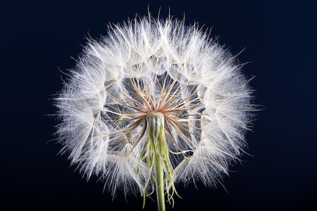 Dandelion seed isolated on a black