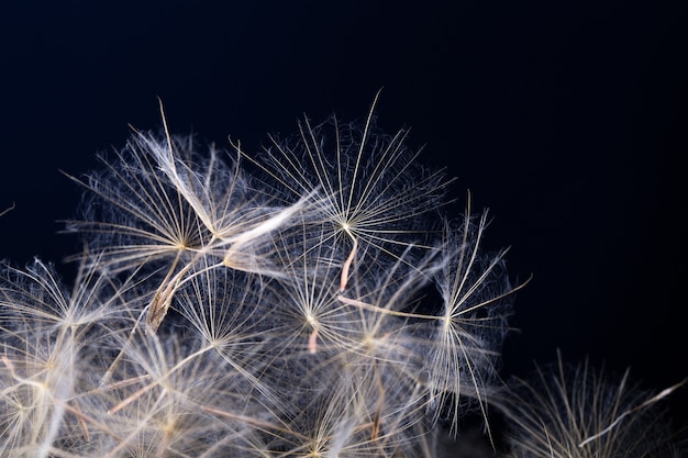 Dandelion seed isolated on black