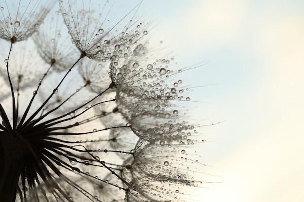 dandelion seed with golden water drops close up