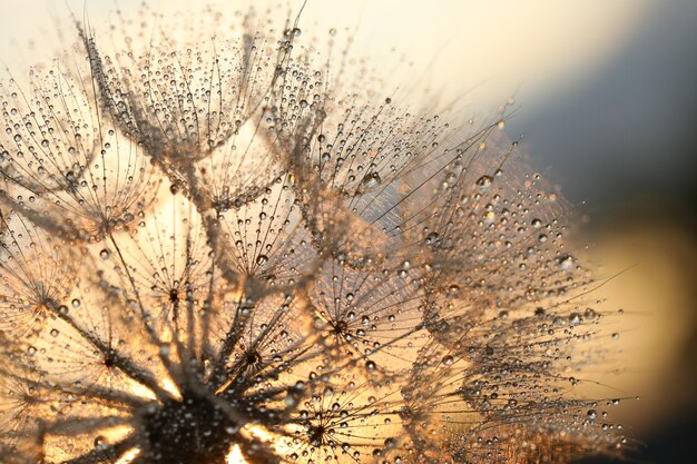 dandelion seed with golden water drops close up