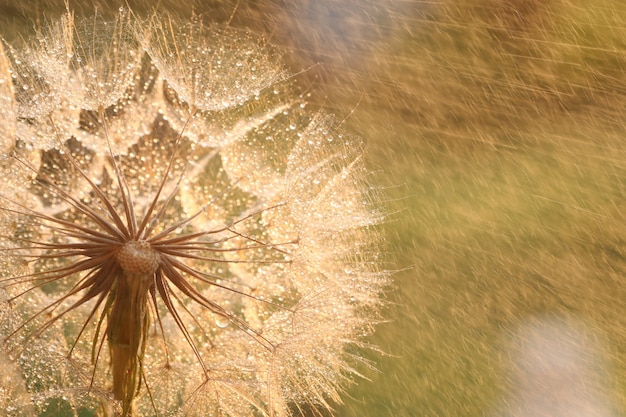 dandelion seed with golden water drops close up