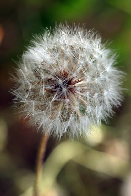 Dandelion Seed