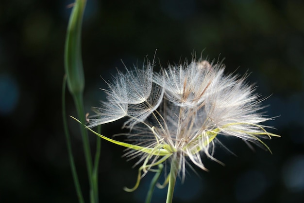 Dandelion Seed