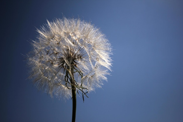 dandelion seed