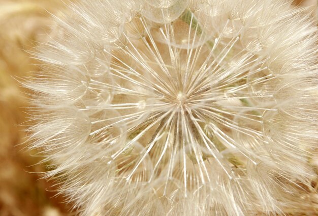 Dandelion Seed