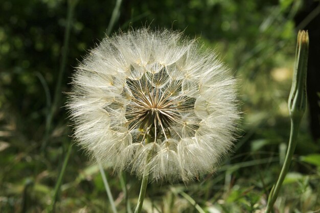 Dandelion Seed