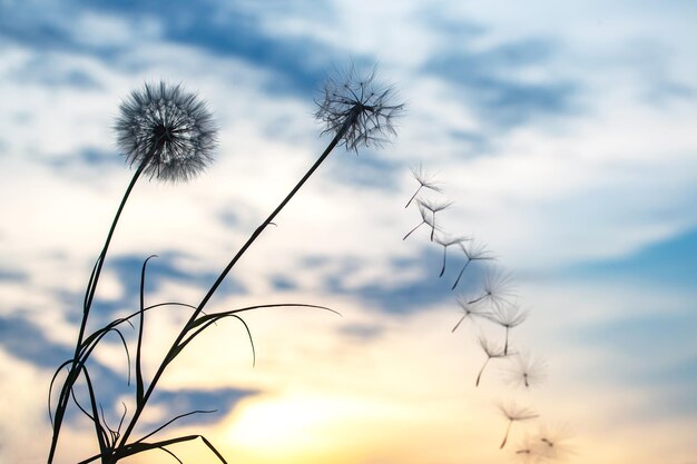 Foto i semi di tarassaco volano sullo sfondo del cielo al tramonto botanica floreale della natura