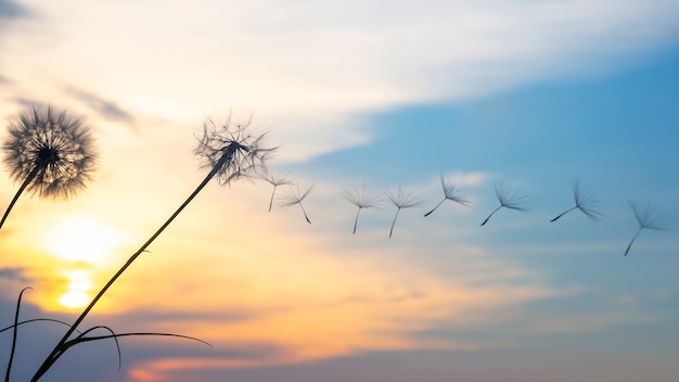 タンポポの種が夕焼け空を背景に飛んでいます。自然の花の植物学