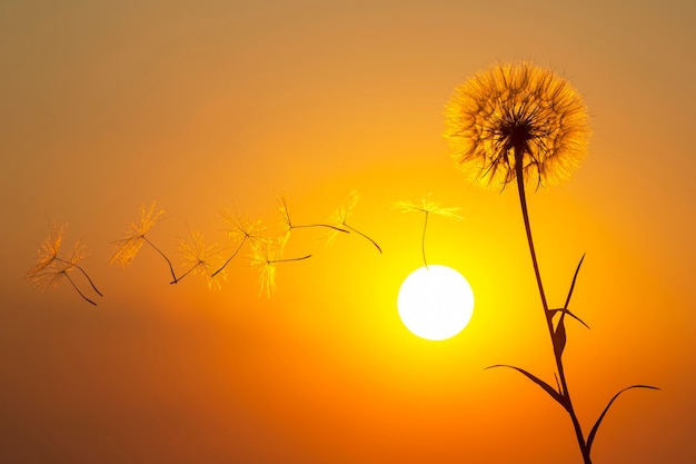 タンポポの種が夕焼け空を背景に飛んでいます。自然の花の植物学