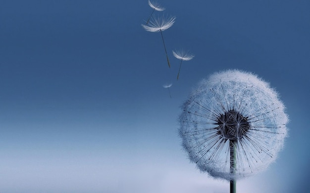 dandelion seeds are flying in the sky