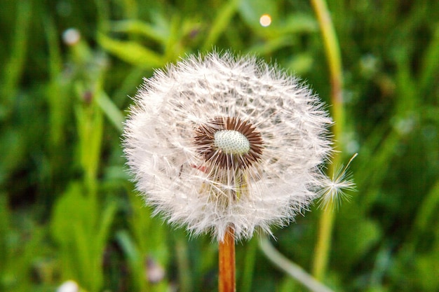 Dandelion seeds blowing in wind in summer field background change growth movement and direction conc...