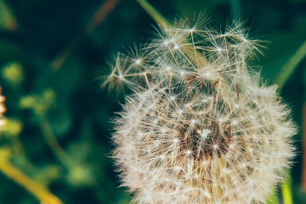 Dandelion seeds blowing in wind in summer field background change growth movement and direction conc...