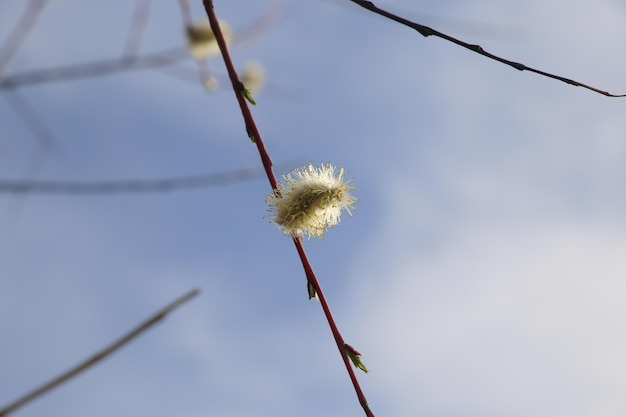 Photo dandelion seeds on a branch against a blue sky