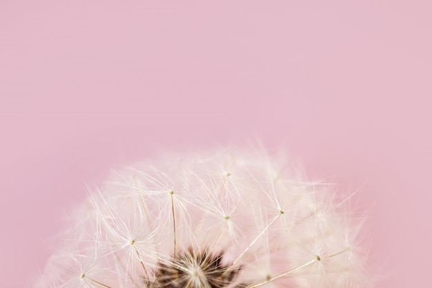 Dandelion seeds close-up on colored background