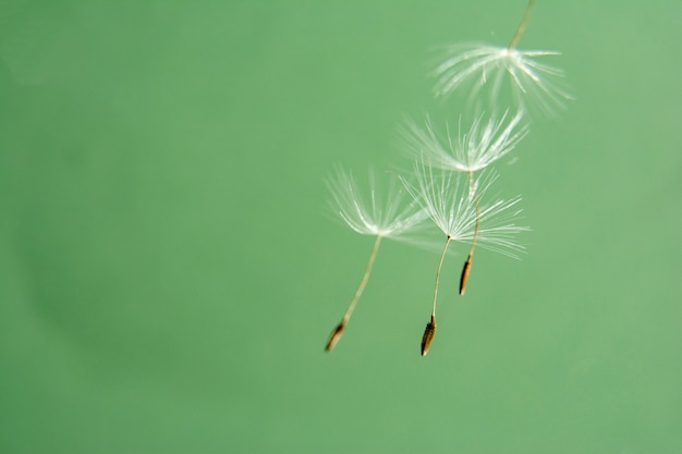 Dandelion seeds close up in delicate shades. Flying seeds of dandelion on a green background. Copyspace