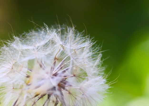 Dandelion seeds close up