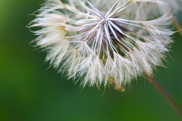 Dandelion seeds close up