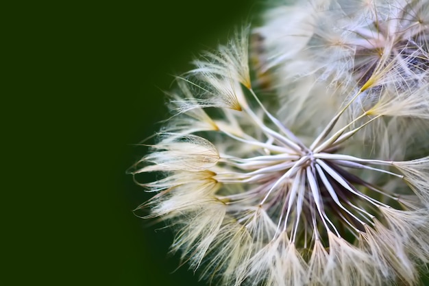 Dandelion seeds close up