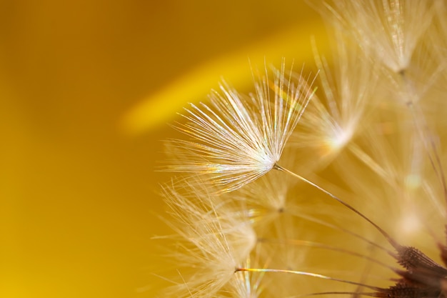 Photo dandelion seeds close-up