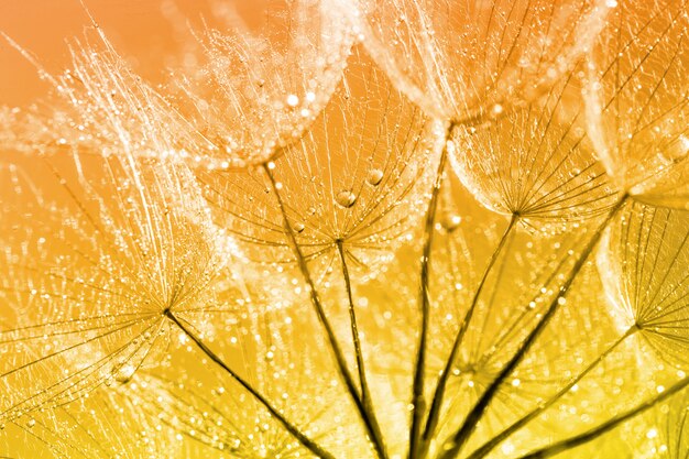 Dandelion Seeds in the drops of dew