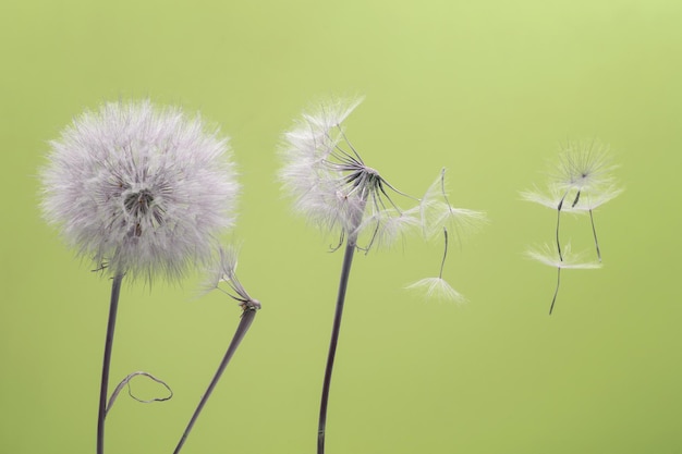 Dandelion seeds fly from a flower on a colored background botany and flowering reproduction