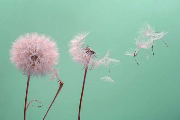 Dandelion seeds fly from a flower on a colored background botany and flowering reproduction