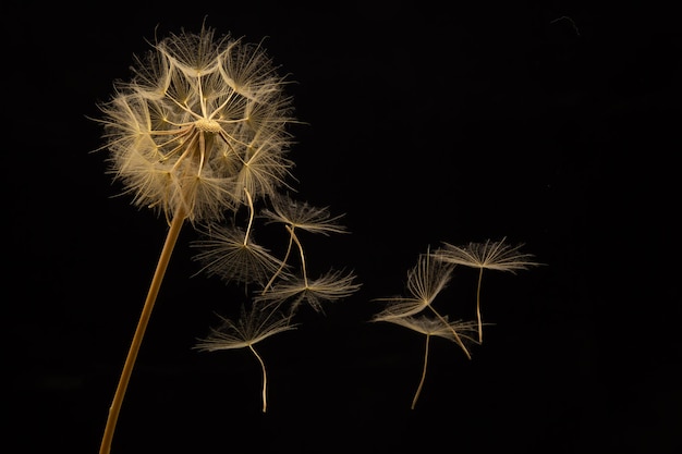 Photo dandelion seeds fly from a flower on a dark background botany and bloom growth propagation