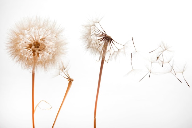 Dandelion seeds fly from a flower on a light background botany and bloom growth propagation