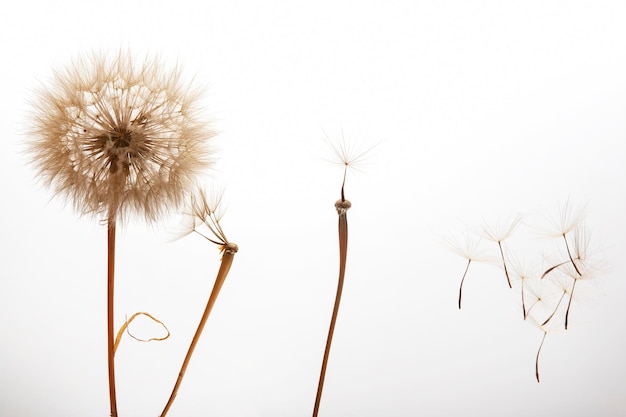 Dandelion seeds fly from a flower on a light background botany and bloom growth propagation