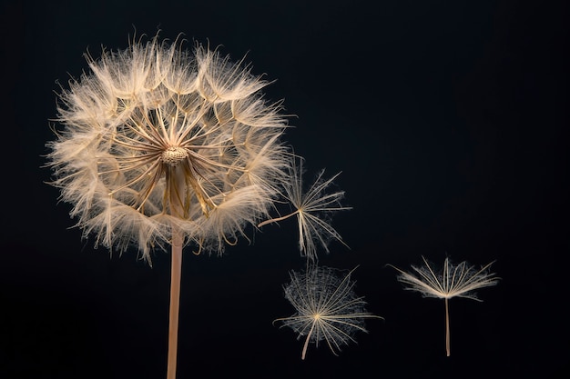 Dandelion seeds flying next to a flower on black