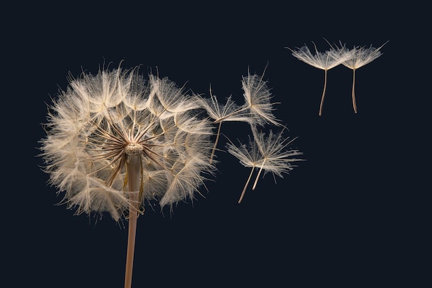 Dandelion seeds flying next to a flower on a dark background