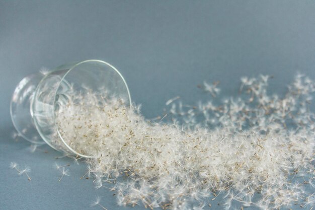 Photo dandelion seeds in glass