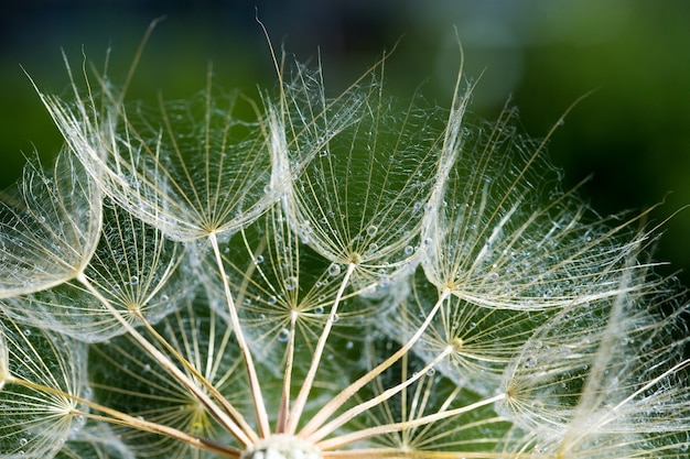 Dandelion seeds in the green background