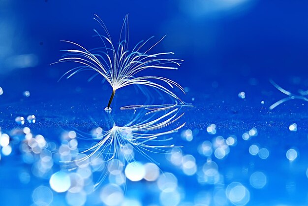 dandelion seeds on a light blue background, lightness, holiday