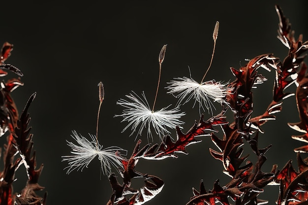 dandelion seeds / macro beautiful composition with dandelion seeds on a dark background