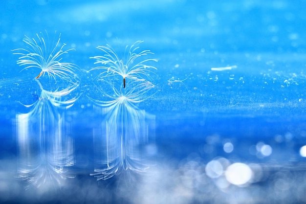 Dandelion seeds macro parachute ballet nature background