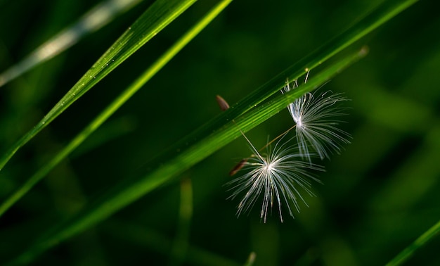 dandelion seeds macro